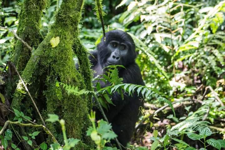 29 Days Uganda Primate Safari Adventure Exploration